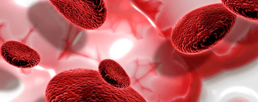 Thalessemia