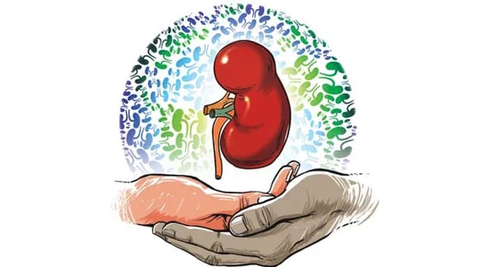 Live Donor vs Cadaver Kidney Transplant in Jaipur: Risks & Outcomes | Apex Hospitals