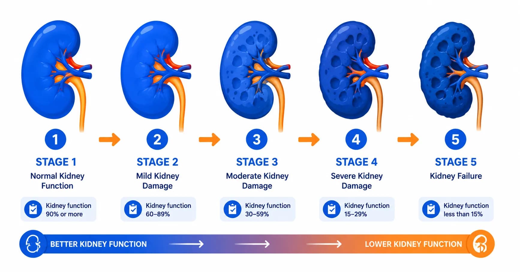 Chronic Kidney Disease Stages: What You Need to Know